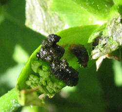 Larves du Crioc&egrave;re du lis